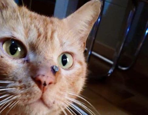 Οργή για τον πυροβολισμό γάτου στο Αγρίνιο