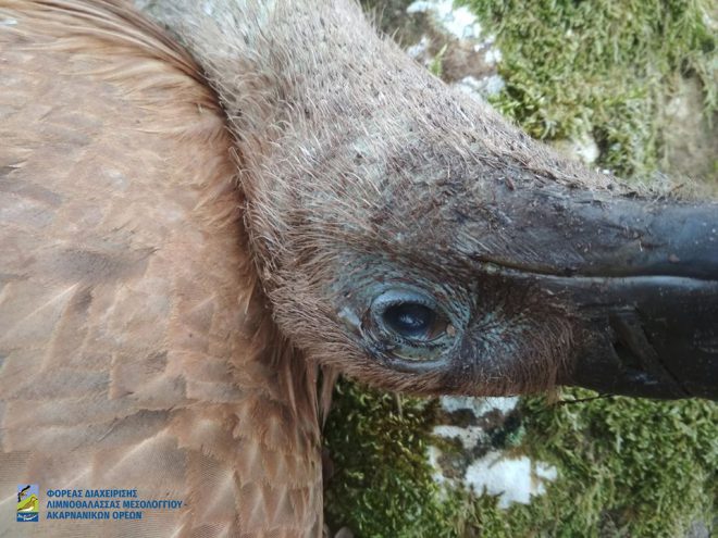 Μαζική δηλητηρίαση όρνιων στην περιοχή του Μεσολογγίου