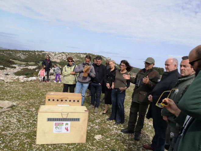 Απελευθέρωση δύο γυπών στα Κάτω Αμπέλια παρουσία Κ.Λύρου