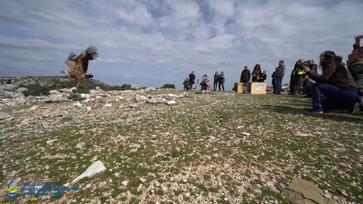Επανένταξη των δηλητηριασμένων γυπών στον Αράκυνθο