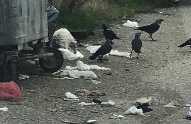 Κοράκια και γάτες ευγνωμονούσες την Δημοτική  για τα κούλουμα σε Αστακό και Μύτικα .!!!