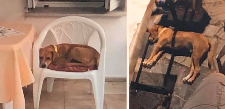 Ασυνείδητος έριξε φόλες σε 4 σκυλάκια στο Μαχαιρά Ξηρομέρου.