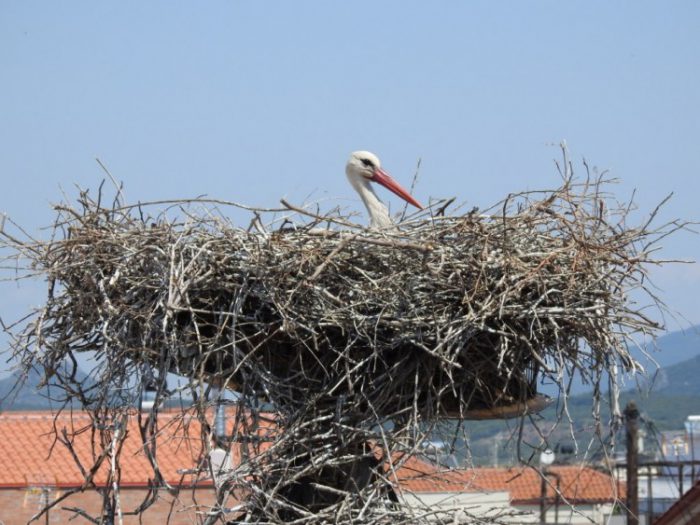 Καταγραφή φωλιών πελαργών από τον Φ/Δ  Μεσολογγίου – Ακαρνανικών Ορέων