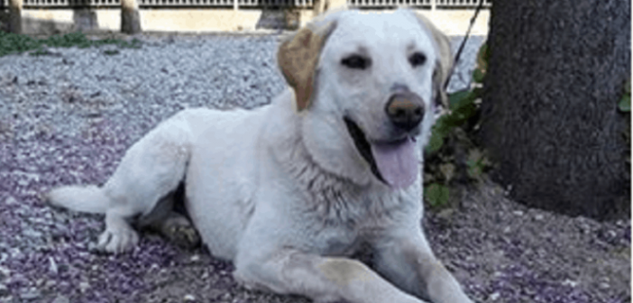 Αγρίνιο:Χαρίζεται σκύλος