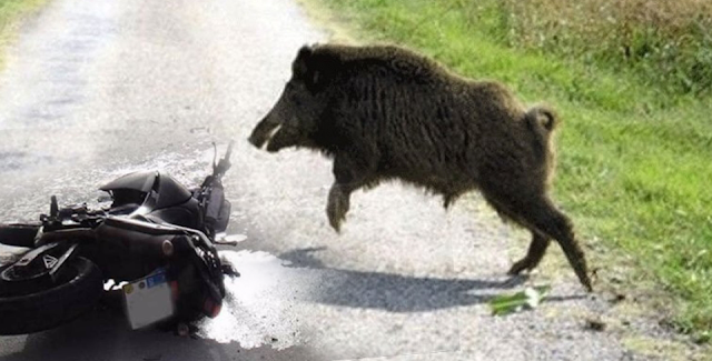 Σοβαρό τροχαίο 25χρονου μοτοσικλετιστή με αγριογούρουνο στις Φυτείες