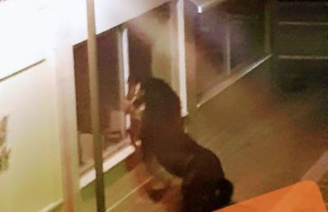 Μεσολόγγι: Άλογο “έσπασε” την καραντίνα και “νυχτοπερπατούσε” στο κέντρο της πόλης