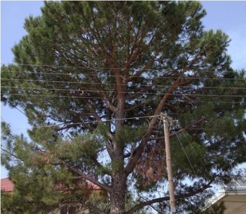 Νέα Αβόρανη:Πρόβλημα με ψηλό και επικίνδυνο δέντρο!