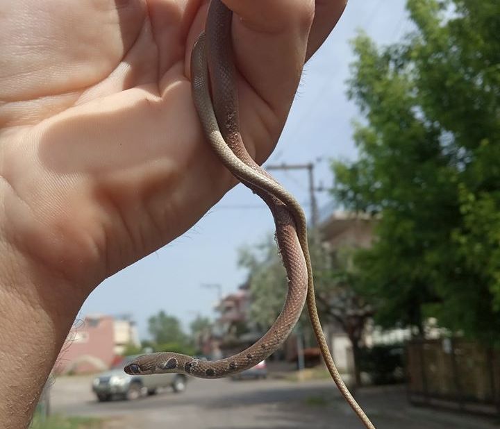 Αγρίνιο:Επιχείρηση για εντοπισμό και απομάκρυνση φιδιού από οικία!