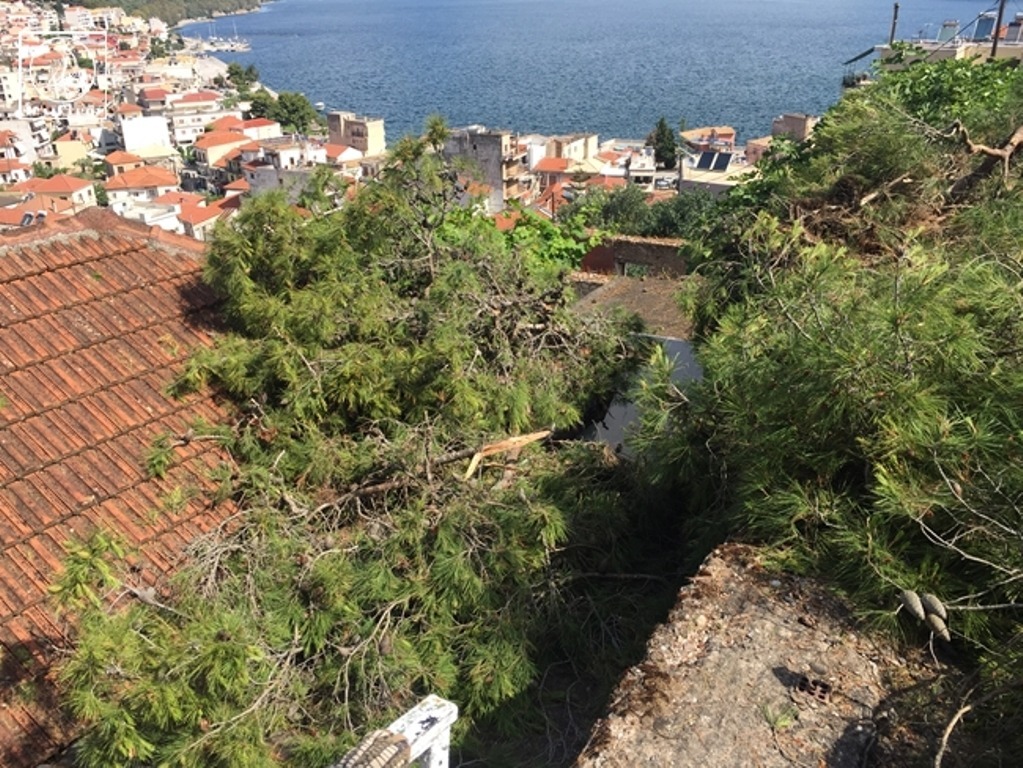 Αμφιλοχία: Πεύκα 25 μέτρων έπεσαν σε στέγη σπιτιού(φωτο)