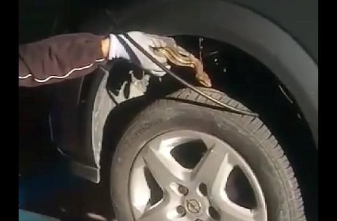 Αγρίνιο: Απεγκλωβισμός φιδιού από αυτοκίνητο (βιντεο-φωτο)