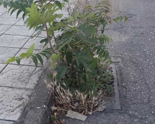 Αγρίνιο:Δρόμοι-πεζοδρόμια και φρεάτια γεμάτα χόρτα!