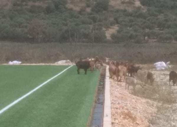 Γίδες«κουρεύουν» το χλοοτάπητα στο γήπεδο Βόνιτσας!