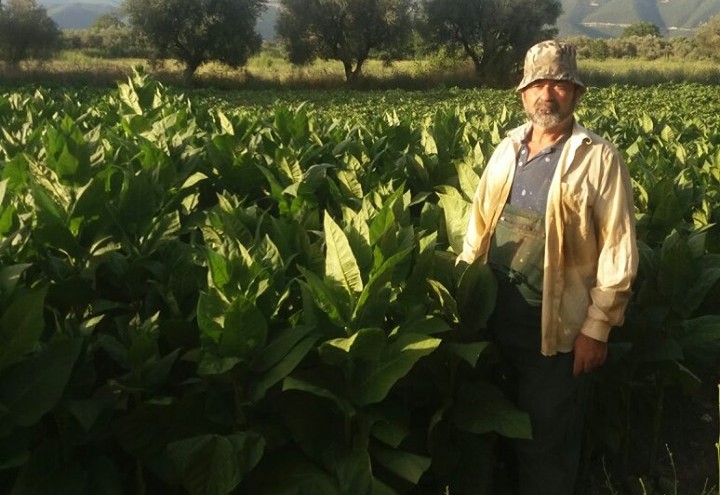 Κραυγή απόγνωσης από τους Καπνοπαραγωγούς της Μακρυνείας-Απλήρωτοι από την καπνική «Μιχαηλίδη»