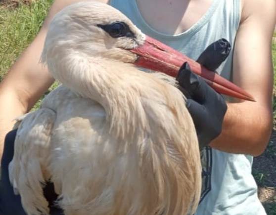 Κυψέλη Αγρινίου:Πελαργός θύμα ηλεκτροπληξίας
