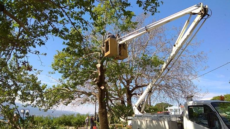 Π.Τσόπελας: «Η νέκρωση του φυλλώματος του πλατάνου δεν οφείλεται σε προσβολή του από μεταχρωματικό έλκος»