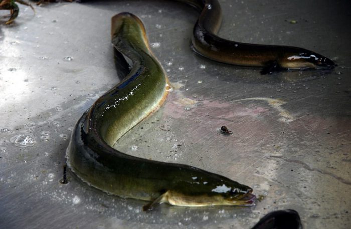 Μεσολόγγι: Σε απόγνωση οι αλιείς- αδιάθετοι 4 τόνοι χέλια!