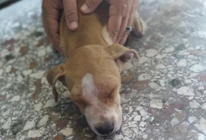 Φρίκη: Πέταξαν χλωρίνη στα μάτια αδέσποτου