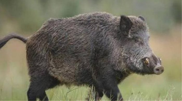 Άγιο είχαν τέσσερις νεαροί που το αμάξι τους συγκρούστηκε με αγριογούρουνο