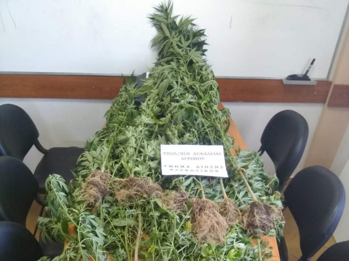 Στον Εισαγγελέα Πρωτοδικών Αγρινίου ο καλλιεργητής ναρκωτικών από το Βάλτο