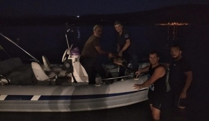 Διάσωση τραυματισμένης θαλάσσιας χελώνας στην Αμφιλοχία