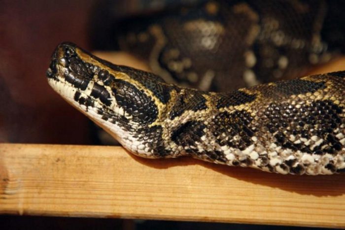 Μητέρα είδε το φίδι να ανεβαίνει στο κρεβάτι του παιδιού της και απόρησε με τη δύναμη που βρήκε!