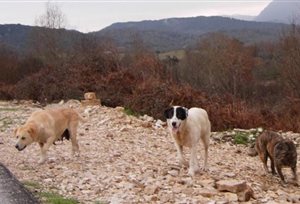 Επίθεση από αδέσποτα τσοπανόσκυλα δέχτηκαν περιηγητές στην ορεινή Αιτωλοακαρνανία