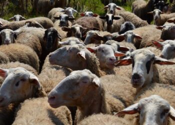 Κτηνιατρικά Φαρμακευτικά Προϊόντα και Ένωση Αγρινίου