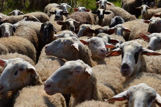 Κτηνιατρικά Φαρμακευτικά Προϊόντα και Ένωση Αγρινίου