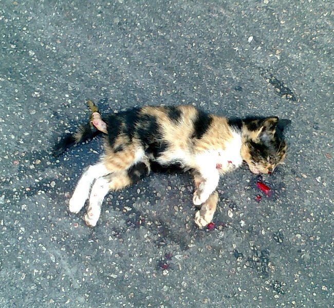 Ασυνείδητος οδηγός αγροτικού  κάνει «χαλκομανία» ένα γατάκι στο δρόμο – Οργή της Ζωόφιλης Δράσης (video)