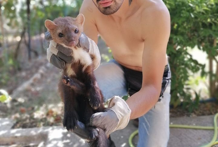 Διάσωση Πετροκούναβου από τη Νέα Αβώρανη-το χτύπησε διερχόμενο ιχ