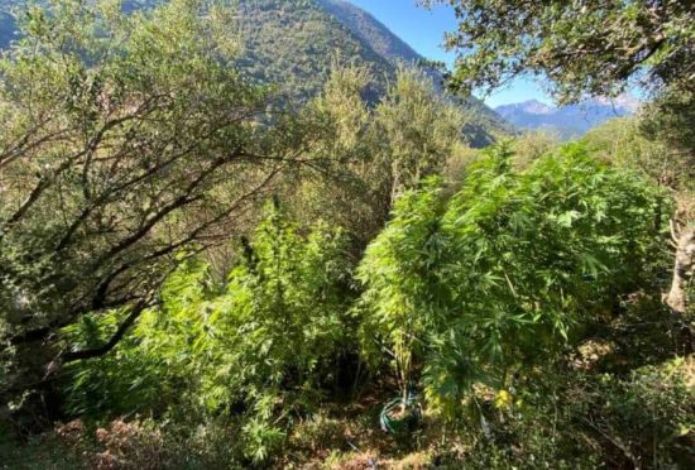 Εντοπίστηκε φυτεία δενδρυλλίων κάνναβης σε χωριό των Καλαβρύτων