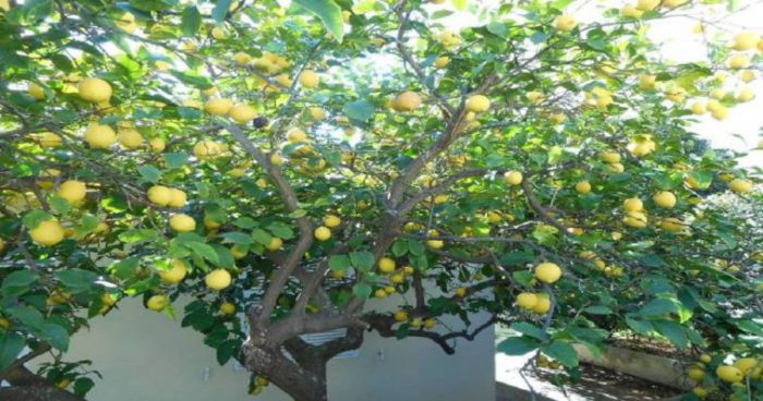 Έπεσε με το κεφάλι στο έδαφος από λεμονιά! “Πάγωσαν” από την πτώση της γυναίκας οι αυτόπτες μάρτυρες