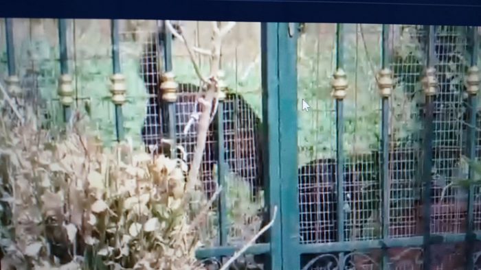 Φρίκη στο Αγρίνιο- γυναίκα κακοποιεί βάναυσα τα σκυλιά της και τα αφήνει να τρώνε τις σάρκες τους