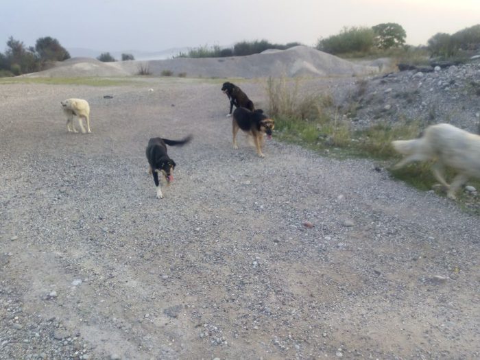 Ο “παράδεισος” του Δήμου Αγρινίου για τα αδέσποτα!