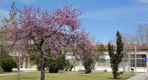 Πανεπιστήμιο Πατρών: Θετική στον κορωνοϊό καθηγήτρια