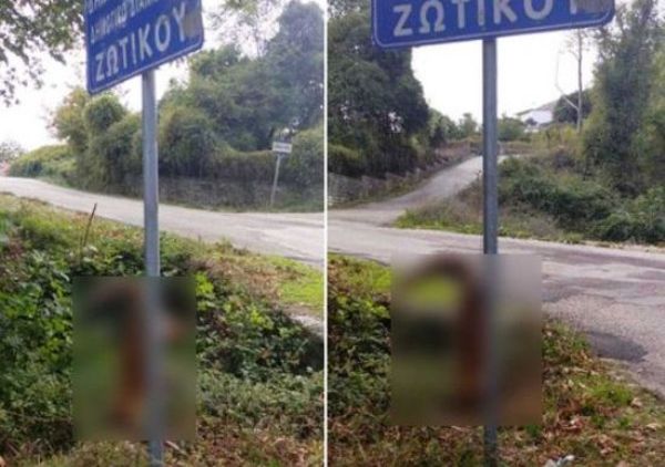 Γιάννενα: Κρέμασε αλεπού σε πινακίδα! Η εικόνα που πάγωσε τους περαστικούς και προκάλεσε οργή