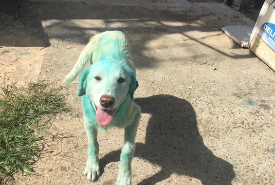 Πρωτοφανής βασανισμός ζώου – Το κρέμασαν σε δέντρο στην Αμφιλοχία