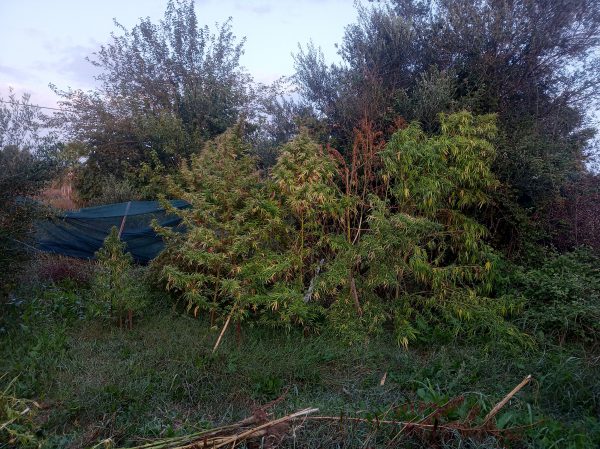 Δυτ.Ελλάδα: Μεγάλη χασισοφυτεία εντόπισε η ΕΛ.ΑΣ. – Χειροπέδες σε δύο άτομα