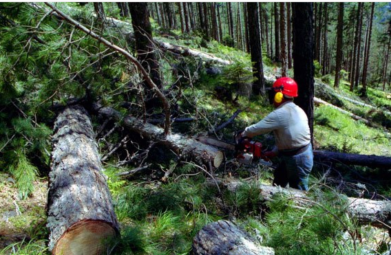 Θέρμο: Για τα πουρνάρια κατέληξαν στο Αστυνομικό τμήμα και αλληλομηνύθηκαν 