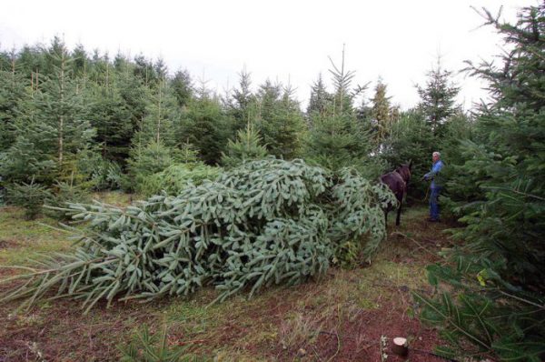 Χιλιάδες έλατα σε αναμονή ένα μήνα πριν τα Χριστούγεννα – Κραυγή απόγνωσης από τους παραγωγούς