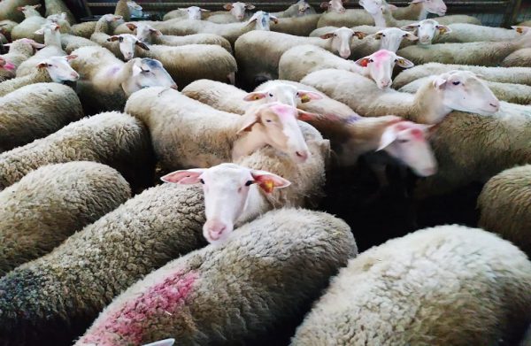 Eστίες καταρροϊκού πυρετού και στην Αιτωλ/νία