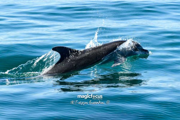 Ο χορός των δελφινιών στον Αμβρακικό – ΦΩΤΟ