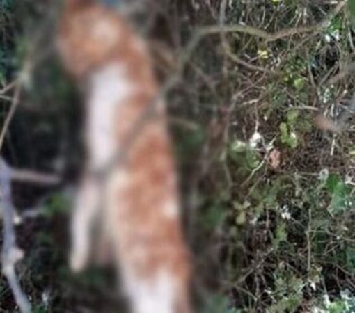 Φρίκη στην Κομπωτή Ξηρομέρου: Άγνωστος κρέμασε γάτα σε δέντρο