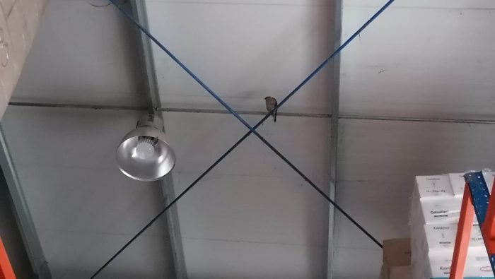 “Εγκλωβίστηκε” ένα Ξεφτέρι σε επιχείρηση στο Αγρίνιο!