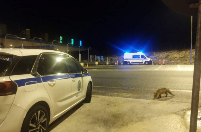 Αντιρρίου – Ιωαννίνων:Αλεπού πήγε να κάνει παρέα στους αστυνομικούς!!