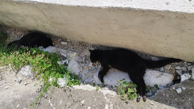 Γέμισε φόλες το κέντρο της Βόνιτσας