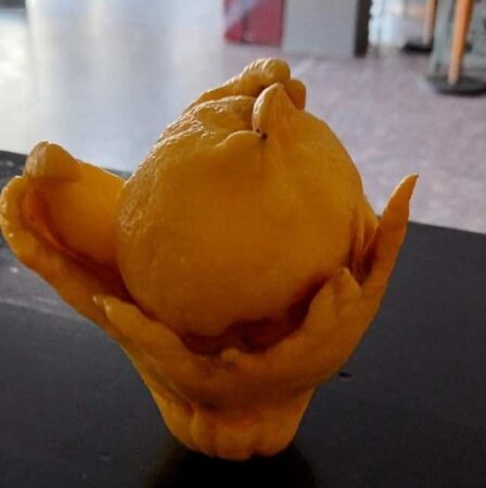 Καλύβια: Ένα περίεργο λεμόνι σε σχήμα κυπέλλου