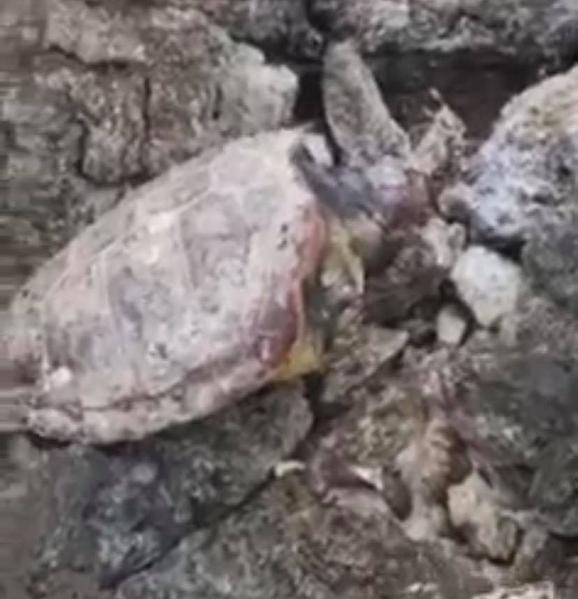 Νεκρή θαλάσσια χελώνα ανάμεσα στον Μύτικα και στον Αστακό