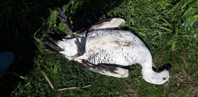 Από ακατάλληλο φαγητό θανατώθηκε σπάνια χήνα στο λιμανάκι Αιτωλικού