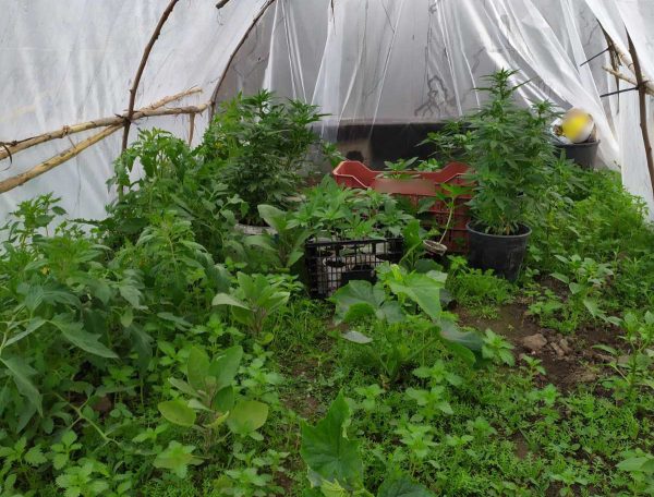 Δυτ.Ελλάδα: Συνελήφθη καλλιεργητής ναρκωτικών